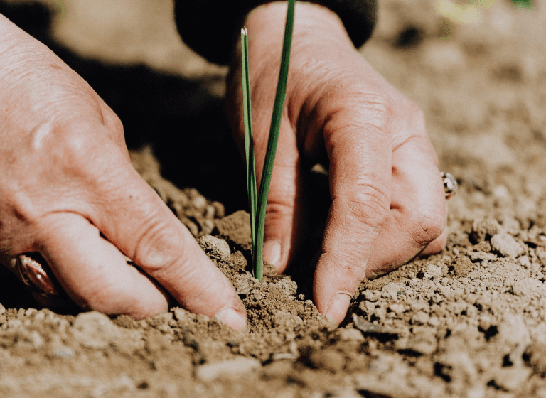 Planting a small plant in the dirt, this person exemplifies the importance of owning mistakes and going above and beyond for teammates.